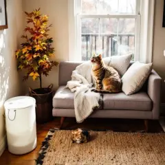 Quel canapé quand on a un chat ! Un grand félin brun trône sur le canapé gris, tandis qu'un autre se repose sur le tapis. Un arbre à chat et une plante d'intérieur complètent ce décor cosy.